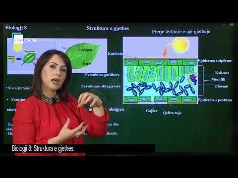 Biologji 8 - Struktura e gjethes