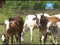 मेनपानी की देशी दिवारी//गऊओ की पूजा करो प्यारे //राजू पटेल, धनीराम