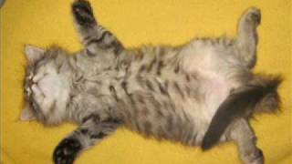 Sing It Loud - Don't Save Me