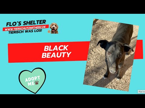 *RESERVIERT * Black Beauty -sucht ein Zuhause / Flos Shelter Rumänien