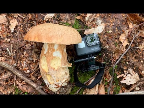 GIANT BOLETUS Regius(Royal) Mushrooms June (hribi, Grande funghi porcini)