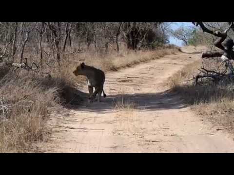 Fotosafari in Südafrika