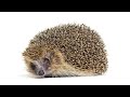Do Hedgehogs Make Good Pets: Pros & Cons?