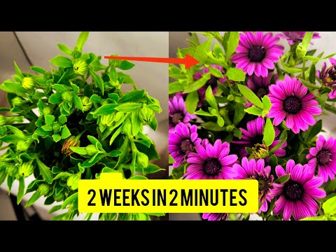 THE MAGIC CHAMOMILE!😮 TIME LAPSE VIDEO!#flowers #timelapse #chamomile