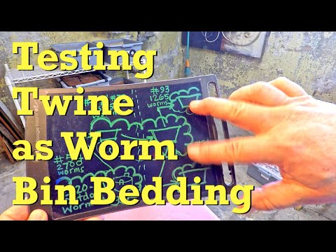 18-day red wiggler worm composting system gets pumpkin - vermicompost