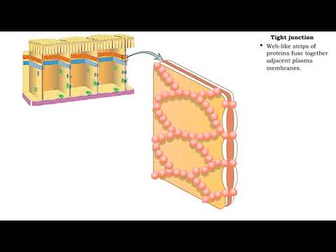 Type of Cell Junctions - Tight and Adherens Junctions