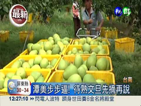 潭美最快明海警 農民搶收文旦!