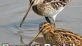 Download lagu Suara pikat burung Berkik / Burcet mantap durasi panjang mp3