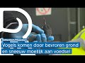 Topdrukte bij dierenambulance: veel vogels in nood door kou