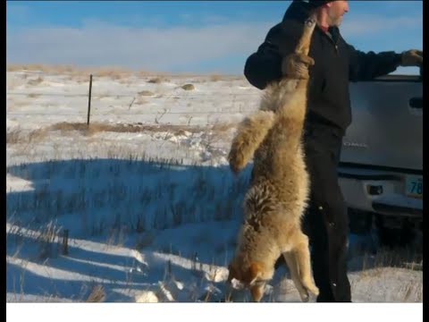 Coyote trapping in North Dakota