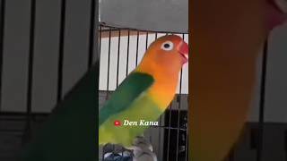 Download lagu lovebird ngetik sambung ngekek panjang mantap#birds#birdsounds mp3