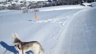 preview picture of video 'Ski-chien 84: sur la piste de promenade des Mosses,idéale, mais un peu courte'