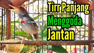 Download lagu PRENJAK BETINA | MASTERAN PRENJAK BETINA Ngetir Panjang Istimewa Menggoda Jantan Suara Jernih | mp3 Download lagu PRENJAK BETINA | MASTERAN PRENJAK BETINA Ngetir Panjang Istimewa Menggoda Jantan Suara Jernih | mp3