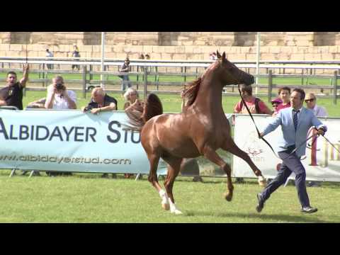 Muhammadali DelFalco