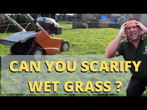 Can You Scarify Wet Grass (after rain) ?