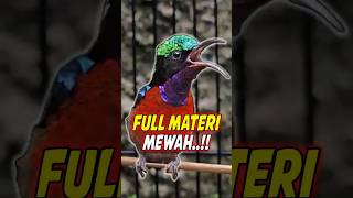 Download lagu KOLIBRI NINJA GACOR FULL MATERI ISIAN MEWAH #shorts #konin #kolibrininja #kicaumania mp3