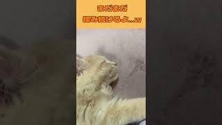 #ねこ #ねこのいる生活 #ねこ動画 #ゆく#サイベリアン