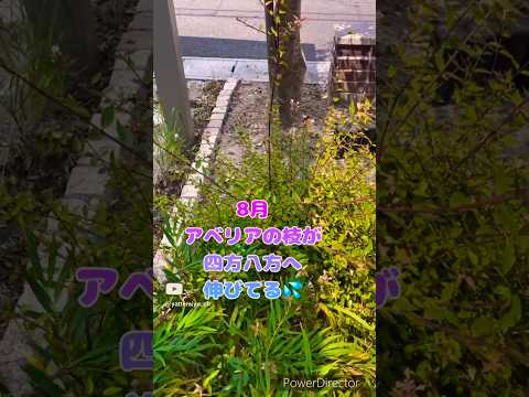 開花を促進するために2月に剪定する6つの低木  庭園