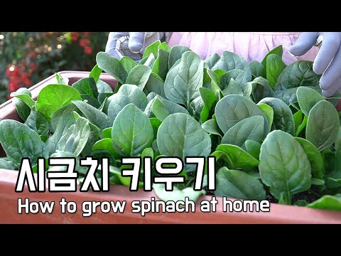 , title : '집에서 시금치 키우기 / 화분에 씨앗뿌리기 부터 수확까지 (How to grow spinach at home, ホウレンソウの育て方)'