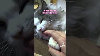かなり甘々なぬこ様だんだんとろけていく！#ノルウェージャンフォレストキャット #ラガマフィン #ミックス猫 #のすけ