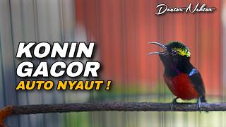 Download lagu AWAS NYAUT !! KONIN GACOR FULL ISIAN TEMBAKAN MEMATIKAN AUDIO JERNIH COCOK UNTUK PANCINGAN KOLIBRI mp3