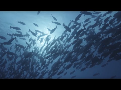 Ocean Surface: 10 Hours of Relaxing Oceanscapes | BBC Earth