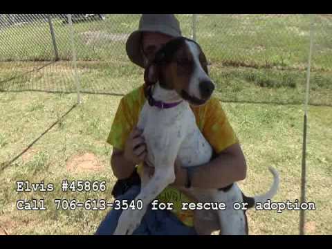 Elvis, an adopted Treeing Walker Coonhound Mix in Athens, GA_image-1