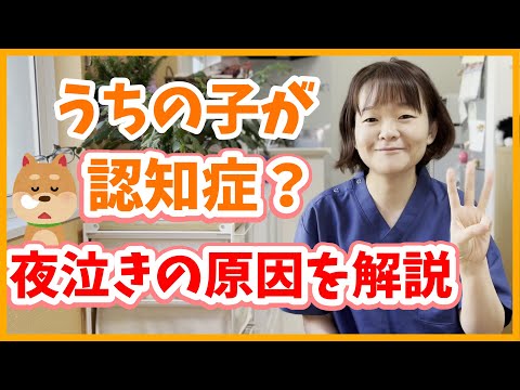 私の老犬が夜寝ないのはなぜですか?