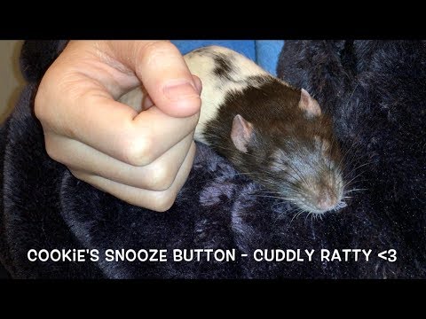 I Found The "Snooze" Button! AKA Cookie Discovers Head Rubs 😍