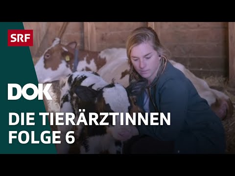 Junge Tierärztinnen und ihr Knochenjob – Erste Schritte im Berufsleben | Folge 6 | Doku | SRF Dok