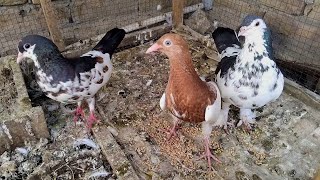 Siya Khaal Shirazi Kabotar Video | Kabotar Bazi Video 2025  | New Video Pigeons City |