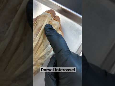 Mr. Spock and Dorsal Interossei!! #Shorts