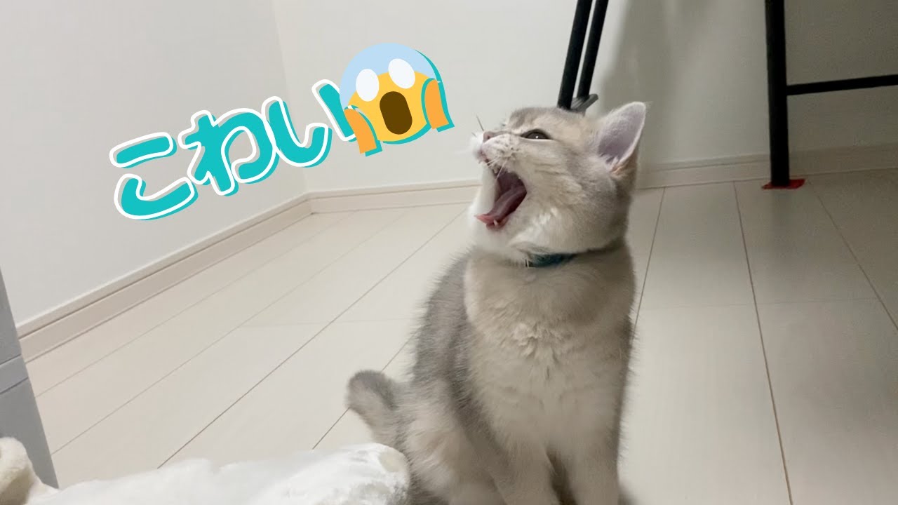 天気が大荒れで猫がこうなりました