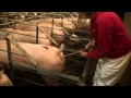 Post-Cervical Artificial Insemination in Sows AS-623-WV mp3