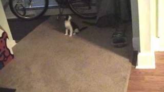 Dinner Time With Missy & Cleo