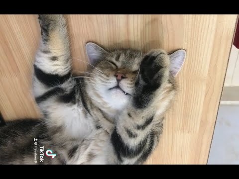 cat sleeping with paw cover face