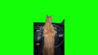 Orange Cat driving a car green screen