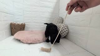 ハーフ犬の動画01