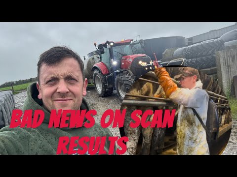 External Cow Scanning - Image 2