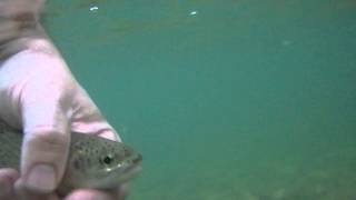 Rainbow Trout Release Bear River after catching via Tenkara