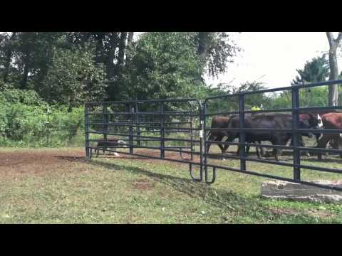 Aussie working cattle