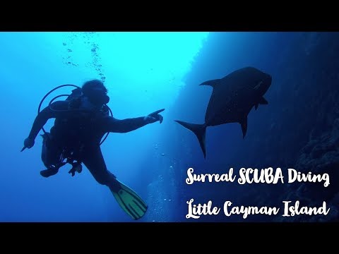 Little Cayman Diving Expedition : SCUBA Diving Bloody Bay Wall