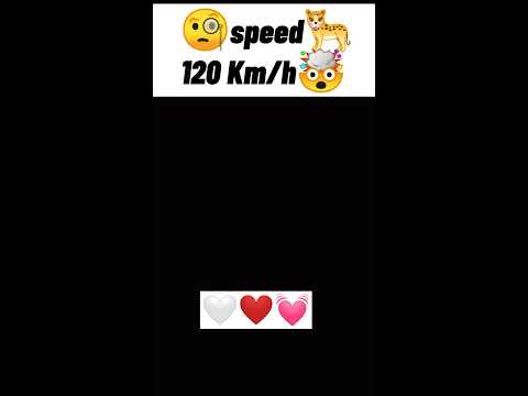 🐆Cheetah at full speed🤯 #short #animals #viral #shortsvideo #youtubeshorts