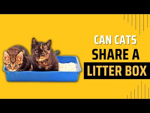 Can Cats Share A Litter Box?[Is It Safe?] - Cute Litter Box