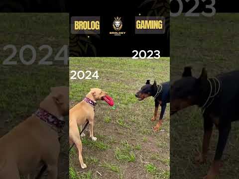 HAPPY NEW YEAR ????????✨????II Pitbull, Doberman and Huskey II #pitbull #pitbull #lovers II????????????????????‍????