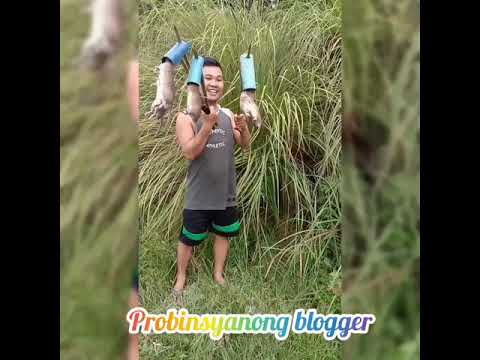 How to Trap a Mouse 🐁 Easy in the Mountain  | dagang bundok |