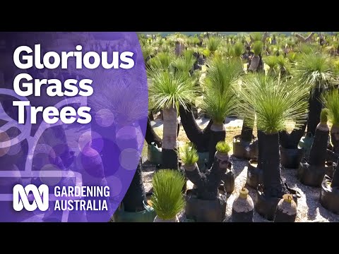 Grass trees – care tips and cultural knowledge from three Xanthorrhoea experts | Gardening Australia