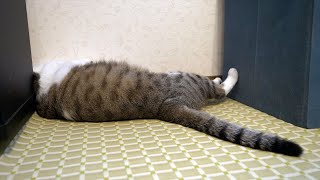 [4K] 猫に会いたいときに見るビデオ23分。