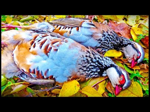 ¿El mejor VIDEO de CAZA de PERDICES de la temporada?