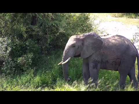 Djuma: Lone Elephant with floppy right ear getting a drink - 12:01 - 03/22/20